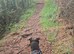 Staffy stud