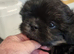 READY TO LEAVE NOW.  OPEN TO OFFERS KC stunning very tiny dobie baby boys