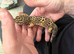 Leopard gecko male stunning