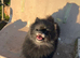 Adult Pom for rehoming
