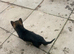 German Shepherd cute Puppies