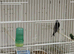 Linnet cock bird