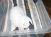 Stunning Mini Lop's - Bucks