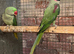 Breeding pr alexandrines