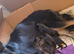German shepherd puppies