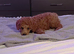 Male poddle for sale