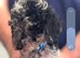 Miniature poodles 4 girls 1 boy