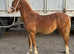 Welsh a type yearling colt