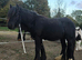 Bear cob colt