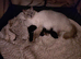 Ragdoll & BSH