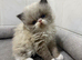 TICA registered bicolour point Persian kittens