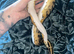 Female Orange dream pied royal python