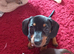 Dachshund X Puppies