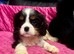 Cavalier King Charles puppy