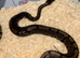 Royal ball python