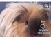 Baby Cali Sheltie boar