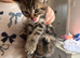 Kitten