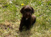 Full cocker spaniels puppy&rsquo;s