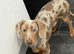 Miniature dachshund