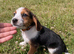 Beagle pup