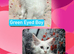 Maine Coon Boys.