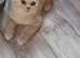 cream british shorthair