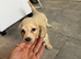 KC REGISTERED MINIATURE DACHSHUND PUPPIES