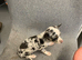 Chihuahua puppies