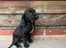 Cocker x labs puppies