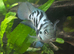Turtle and fish full set up *please read*