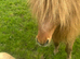 Miniature Shetland pony registered stallion