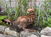Beautiful Bengal kittens