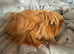 Peruvian sows