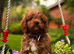 Fox red Cavapoo