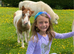 Prince - A Super Cute Mini Shetland