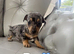 Adorable dachshund puppies