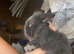 Lionhead babies 8 weeks old