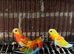 Red opaline turquoise parakeet