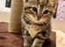 F Bengal X Kitten