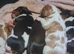 Chocolate cavalier king charles spaniel puppies
