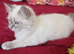 Ragdoll kittens