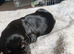 Lovely Euro Doberman pups