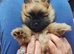 Teddy bear Pomeranian pups
