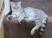 Scottish fold/straight kittens