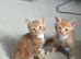 2 beautiful ginger girls