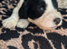 Cockapoo puppies