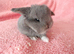 Selection of mini lop babies available