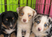 Gorgeous collie puppies
