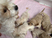 Beautiful Cavapoochon Pups