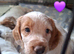 Beautiful Working Cocker Spaniel puppies